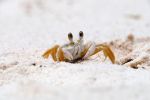 Curaçao - crab © Gerald Nowak